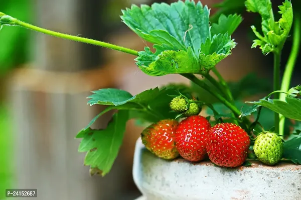 Strawberry Plant