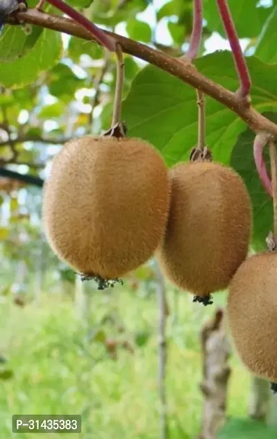 Natural Kiwi Plant