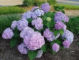 Natural Hydrangea Plant-thumb1