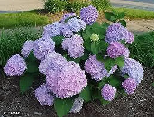 Natural Hydrangea Plant-thumb2