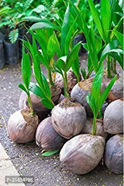 Natural Coconut Plant