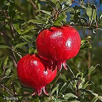 Natural Pomegranate Plant-thumb0