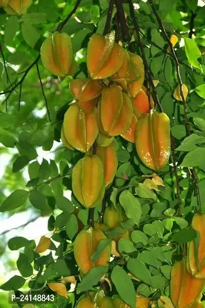 Star Fruit Carambola Grafted Plant-thumb2