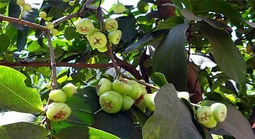 Natural Jamun Plant-thumb1