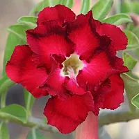 Natural Adenium Plant-thumb2