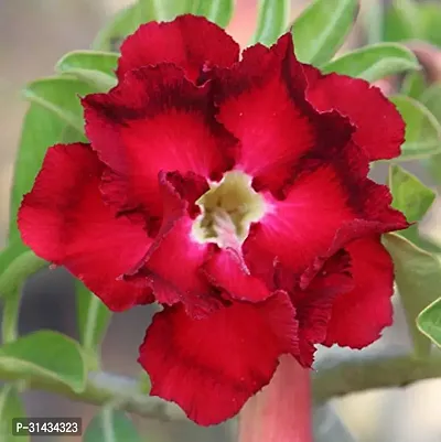 Natural Adenium Plant-thumb3