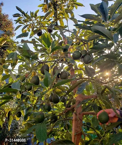 Natural Avocado Plant