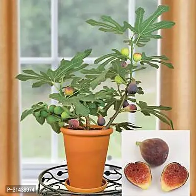 Natural Gular/Cluster Fig Plant-thumb0