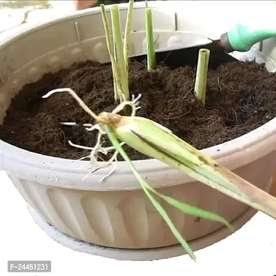 Natural Lemon Grass Plant