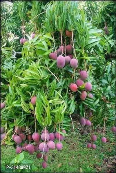 Natural Mango Plant-thumb0