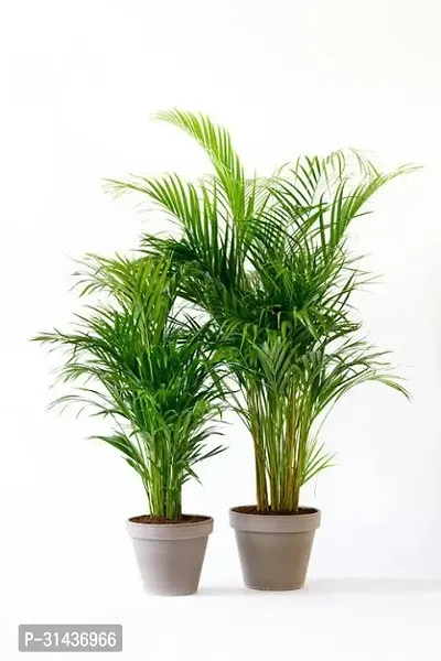 Natural Areca Palm Plant