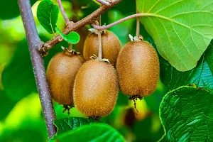 Natural Kiwi Plant-thumb4