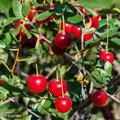 Natural Cherry Fruit Plant-thumb0