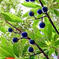 Natural Rudraksha Plant-thumb1