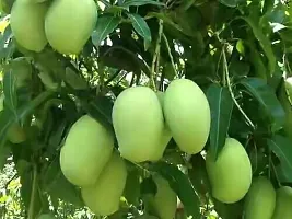 Natural Mango Plant-thumb2