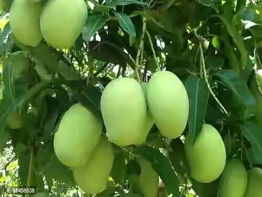 Natural Mango Plant-thumb3