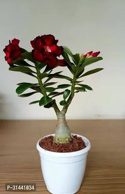 Natural Adenium Plant