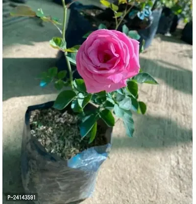 Rose Plant