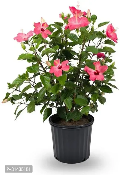 Natural Hibiscus Plant With Pot