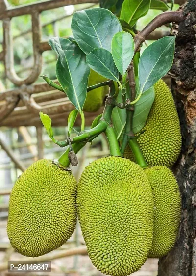 Jackfruit Plant-thumb3