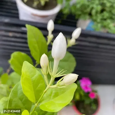 Natural Jasmine Plant