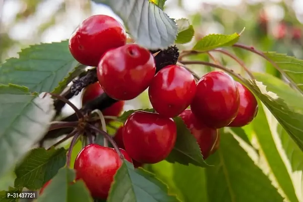 Natural Cherry Fruit Plant