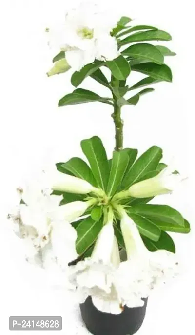Adenium Plant-thumb0