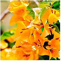 Natural Bougainvillea Plant With Pot-thumb1