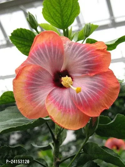 Hibiscus Plant