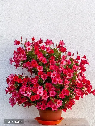 Natural Mandevilla Plant