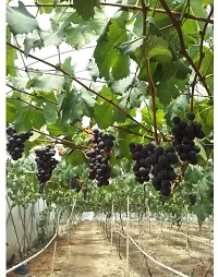 Natural Grape Plant-thumb4