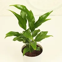 Natural Peace Lily Plant-thumb2