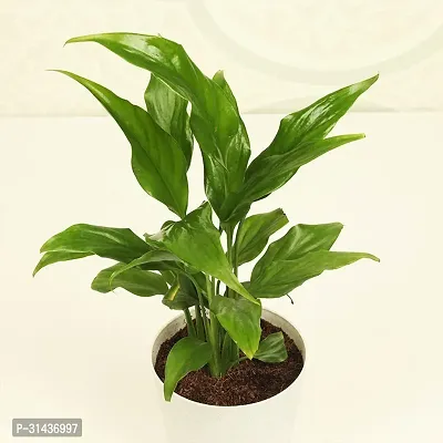 Natural Peace Lily Plant-thumb3