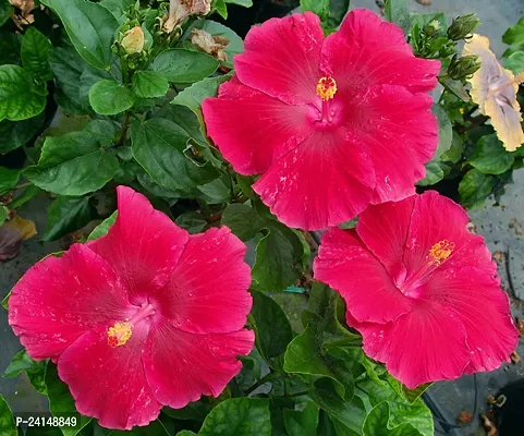 Hibiscus Plant