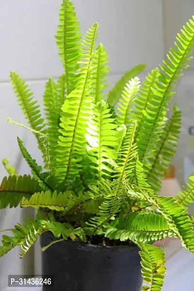 Natural Fern Plant-thumb0