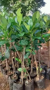 Natural Jack Fruit Plant-thumb1