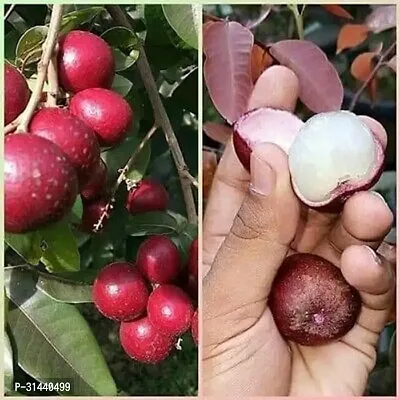 Natural Litchi Plant