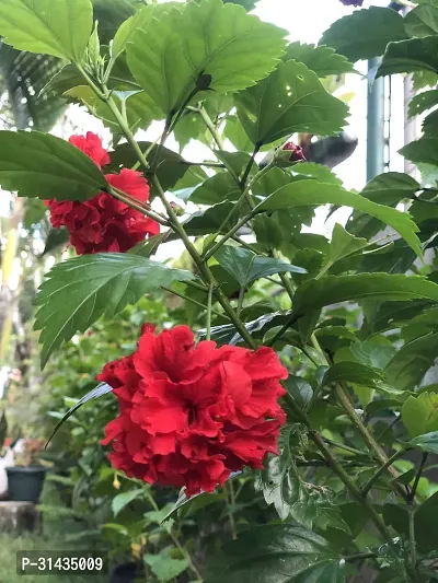 Natural Hibiscus Plant-thumb0