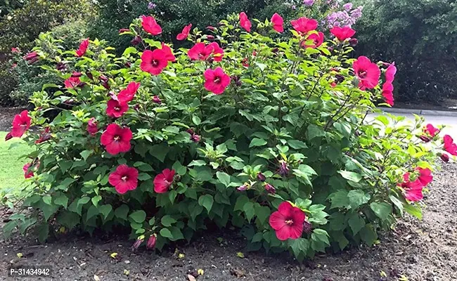 Natural Hibiscus Plant-thumb0