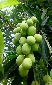 Natural Mango Plant-thumb2