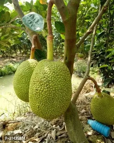 Natural Jackfruit Plant-thumb0