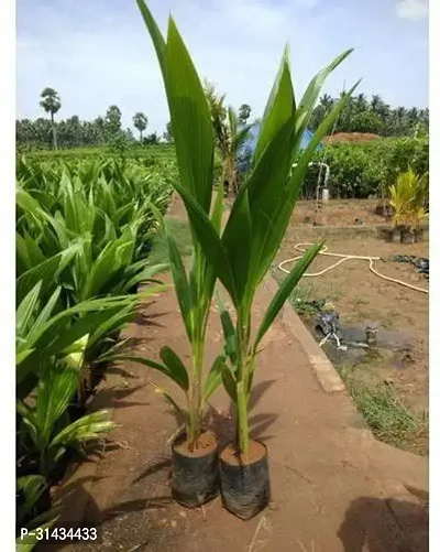 Natural Coconut Plant