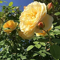 Natural Rose Plant-thumb1