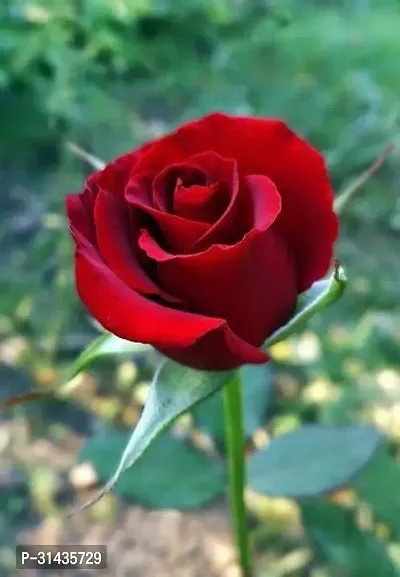 Natural Rose Plant-thumb2