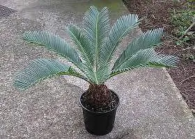 Natural Cycus Revoluta Plant-thumb4