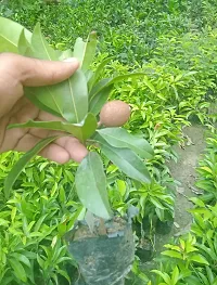 Natural Chiku Plant-thumb3