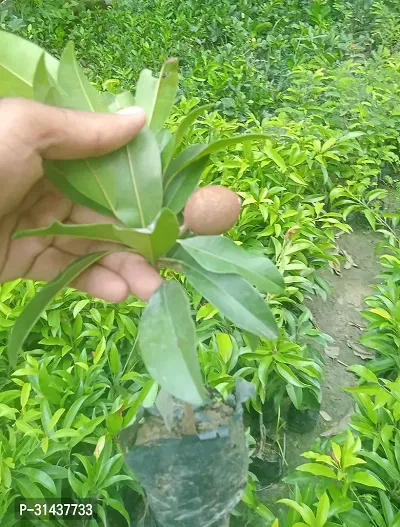 Natural Chiku Plant-thumb4