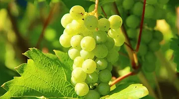 Natural Grapes Plant-thumb1