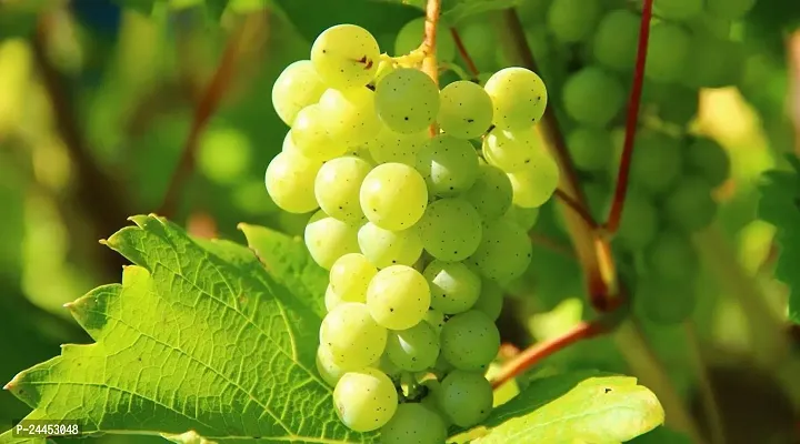 Natural Grapes Plant-thumb2