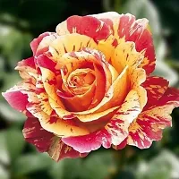 Natural Rose Plant-thumb1